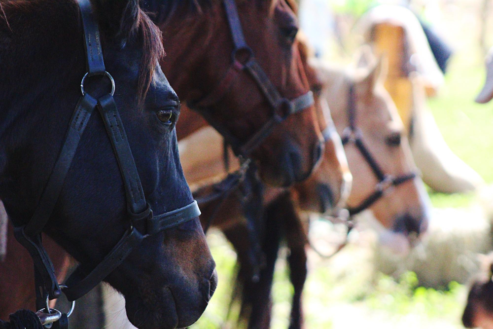 Thoroughbred training