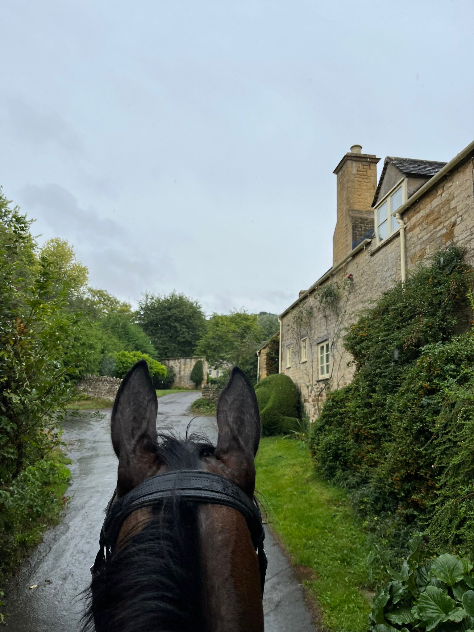 Training a champion racehorse