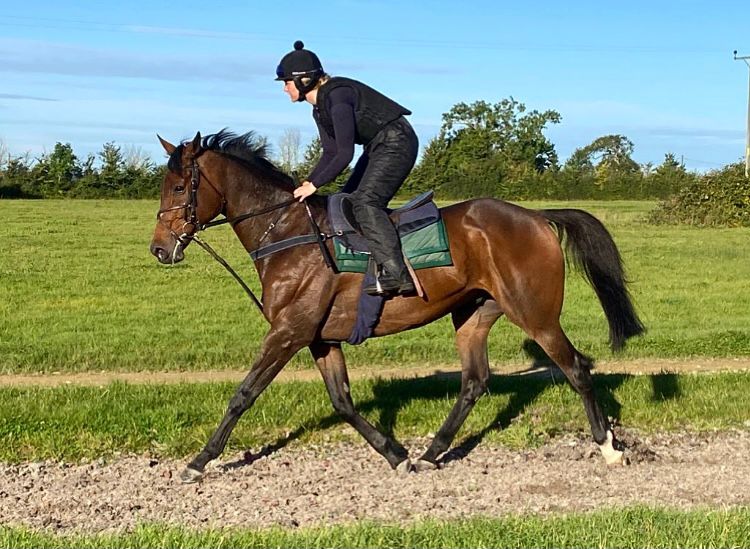 Thoroughbred exercise regimes