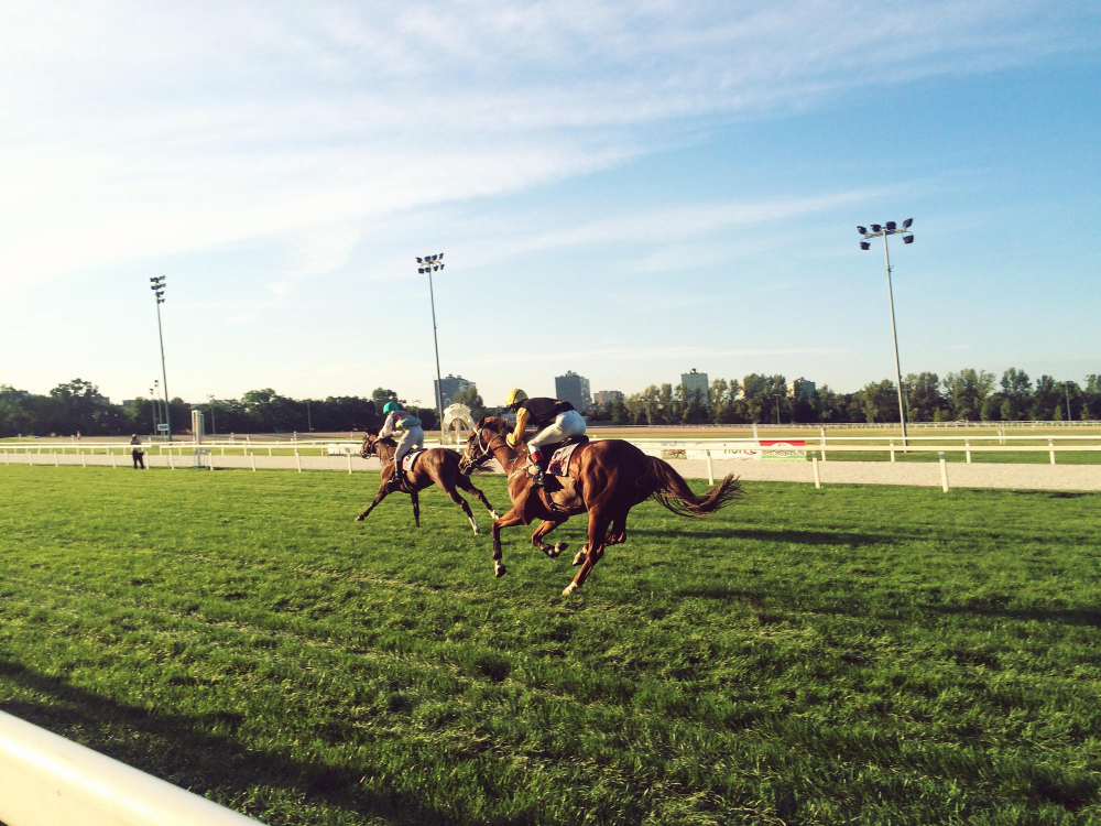 Training a champion racehorse